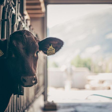 Kinderbauernhof Scharrerhof Hollersbach im Pinzgau Eksteriør billede